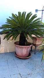 CYCAS REVOLUTA ULTRADECENNALI IN VASO RESINA