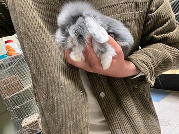 Coniglietto nano ariete fuzzy loop + gabbie nuove