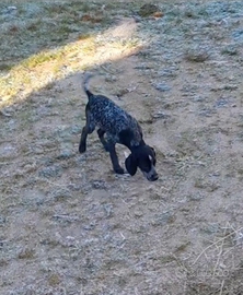 Cuccioli di Bracco Pointer kurzhaar