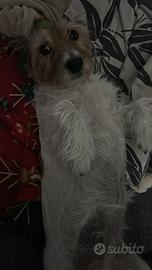 Cucciola jack Russel broken femmina