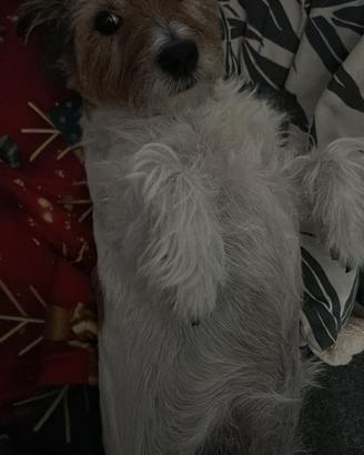 Cucciola jack Russel broken femmina