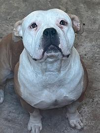 American bully standar