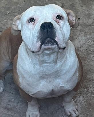 American bully standar