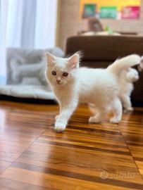Cuccioli RAGDOLL