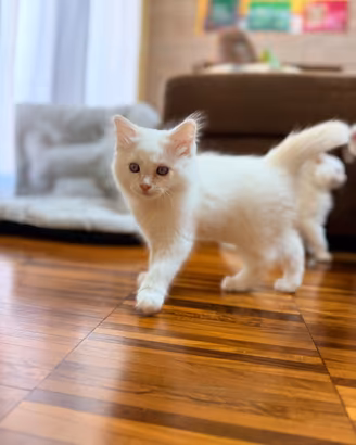 Cuccioli RAGDOLL
