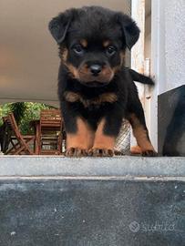 Cucciolo di rottweiler femmina