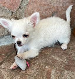Chihuahua maschietto