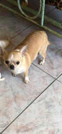 Chihuahua femmina di 2 anni con pedigree