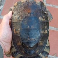 Tartaruga testuggine marginata anno 2016 cites C