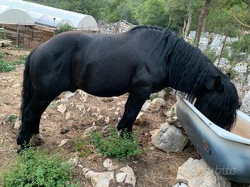 Cavallo