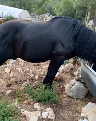 Cavallo