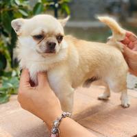 Chihuahua per monta accoppiamento