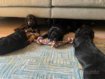 Cocker Spaniel Inglese PEDIGREE ENCI