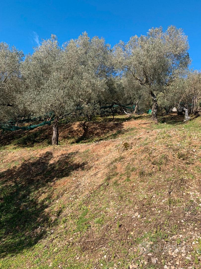 Uliveto panoramico con vista mare - 10.085 mq - Altro
