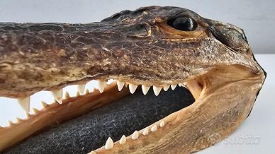 oggetto da collezione 