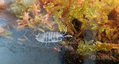 Isopodi Porcellio laevis "Dairy Cow"