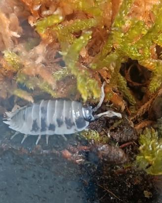Isopodi Porcellio laevis "Dairy Cow"