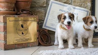 jack Russell Terrier maschietto 