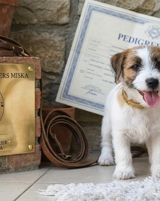 jack Russell Terrier maschietto 