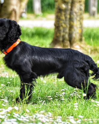 Working cocker maschio