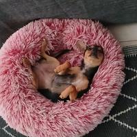 Pinscher toy femmina