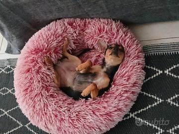 Pinscher toy femmina