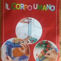 Corpo umano SOLO muscoli e pelle