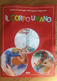 Corpo umano SOLO muscoli e pelle
