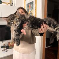 Maine coon