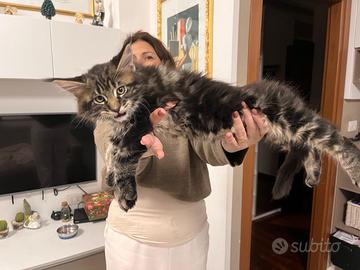 Maine coon