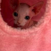 Sphynx cuccioli