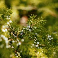 Bacche Ginepro Rosso (Coccolone) essiccate