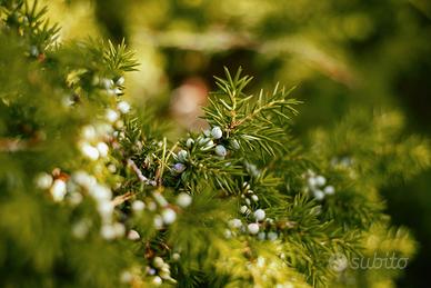 Bacche Ginepro Rosso (Coccolone) essiccate