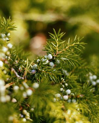 Bacche Ginepro Rosso (Coccolone) essiccate