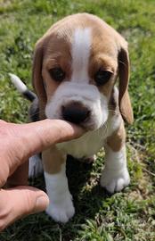 Beagle pedigree ENCI