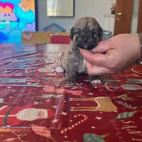 Maltipoo colorazione molto rara