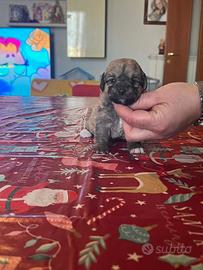 Maltipoo colorazione molto rara