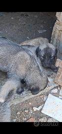 Cuccioli di Kangal pastore dell'Anatolia