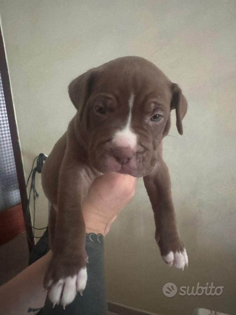Cuccioli pitbull red nose Animali In vendita a Napoli