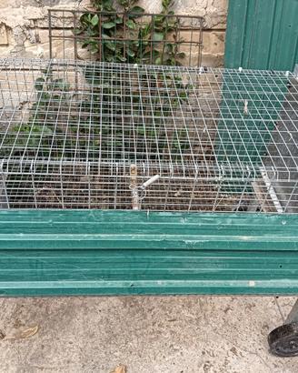 Gabbie per galline e polletti