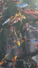 Carpe koi giapponesi 2025