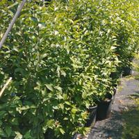 siepi ligustrum 