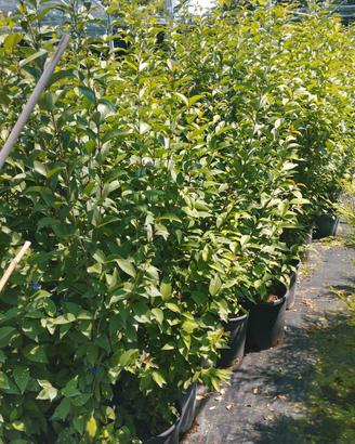 siepi ligustrum 