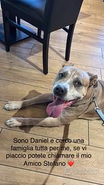 Daniel simil Amstaff
