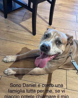 Daniel simil Amstaff