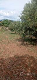 terreno agricolo 