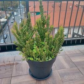 cactus opuntia in vaso 