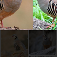 Maschio pernice chukar