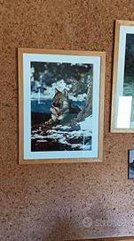 Quadri / poster vari
