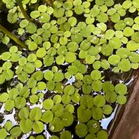 Salvinia minima